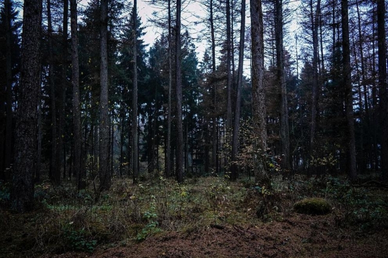 Прокуратурата разследва опит за убийство на мъжа открит вързан за дърво