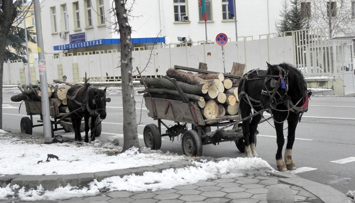 Конска каруца натоварена с немаркирани дърва засекли вчера във видинското