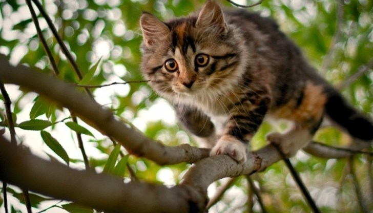 На 14 юни екипите на видинската противопожарна служба се отзовали