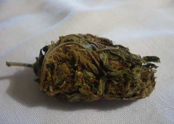 Полицаи откриха канабис у хлапе от Козлодуй съобщиха от полицията