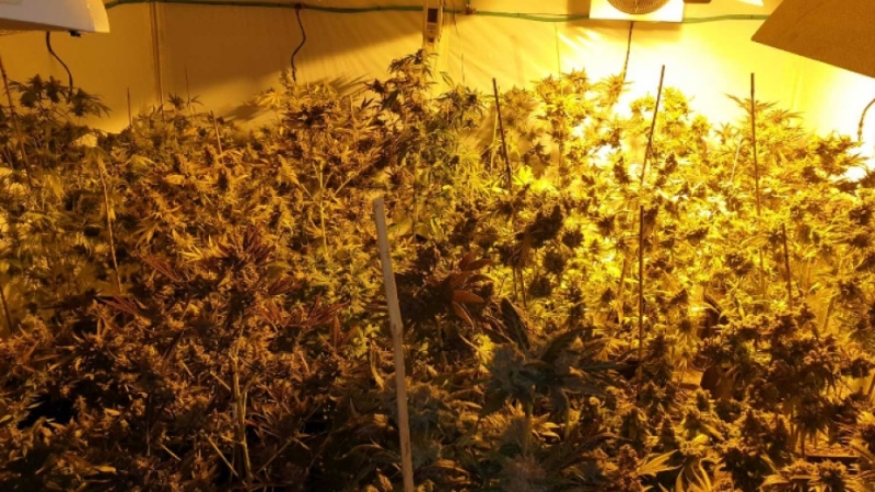 Откриха нарколаборатория за производство на марихуана в монтанското село Киселево