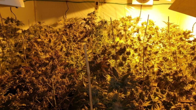 Откриха нарколаборатория за производство на марихуана в монтанското село Киселево