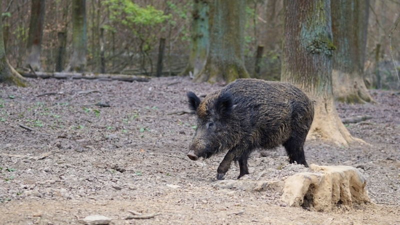 Нови 7 положителни проби за африканска чума по свинете са