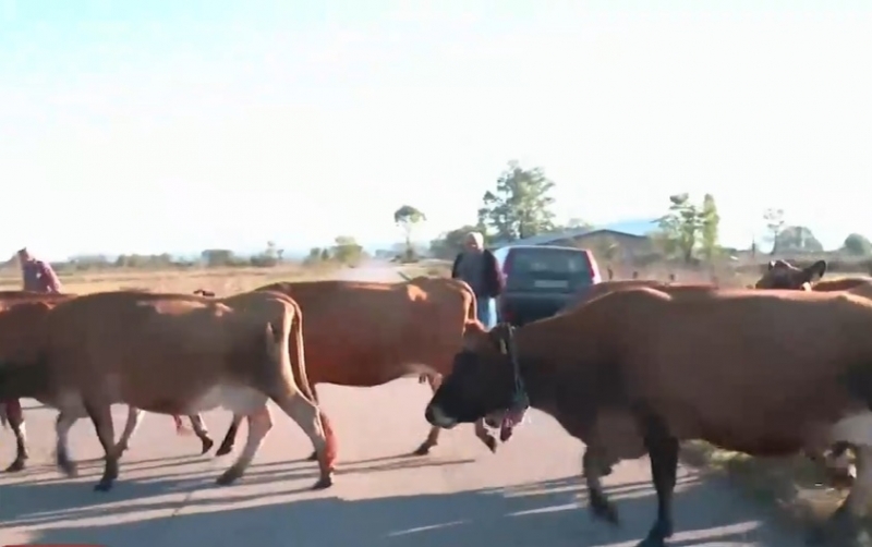Зачестяват тежките инциденти заради челни сблъсъци между шофьори и крави