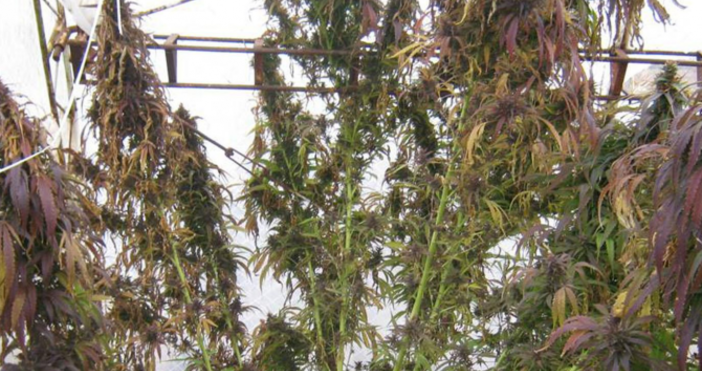 Гранични полицаи са арестувани в Малко Търново при акция на