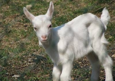 Непълнолетно момче от видинското село Медовница е задържано вчера в