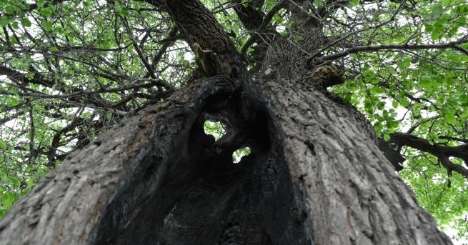 Старата дива круша на Фердинандския рид над Монтана прецъфтя и