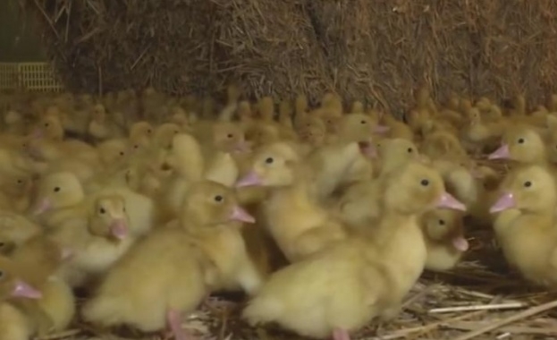 Фермери отглеждащи патици и гъски са готови да излязат на