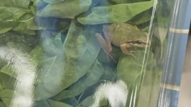 Жена откри жива жаба в пакет със спанак, който за