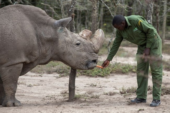 Судан - последният мъжки северен бял носорог, почина от "възрастови