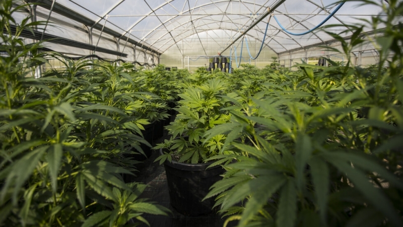 За пореден удар на столичната полиция срещу наркоразпространеието в София