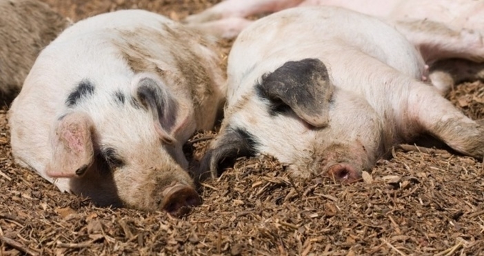 Собственици на свине от тип „заден двор” в Първомайско масово