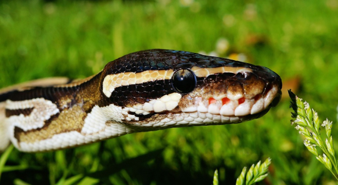 Мъж от Индонезия е бил убит от домашния си любимец