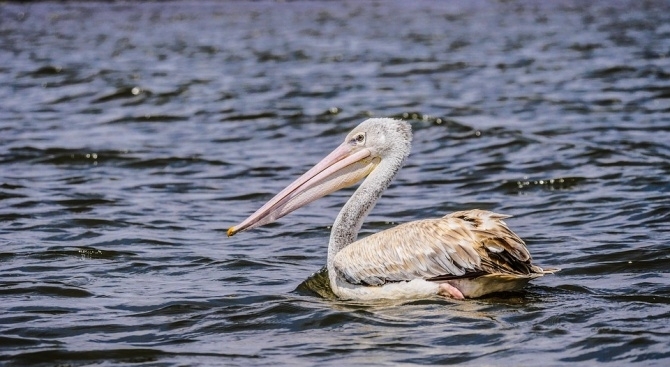 Розовият пеликан който бе прострелян край Бургас вече е на