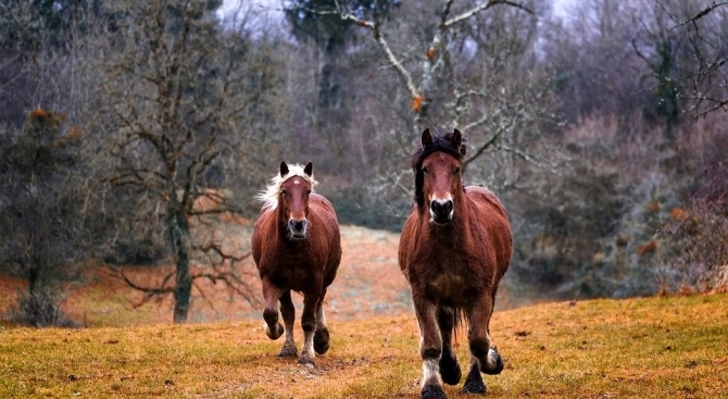 49 годишен мъж е починал след като е бил блъснат от