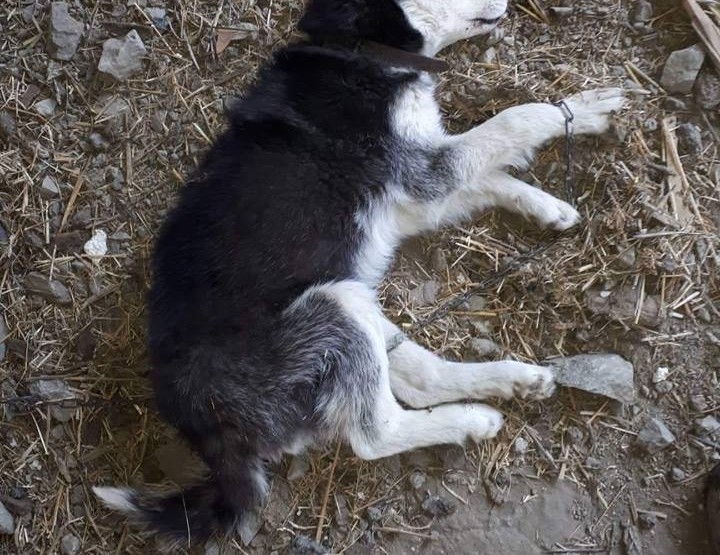 Намериха мъртво куче в двор във Видинско, научи BulNews.
На 4
