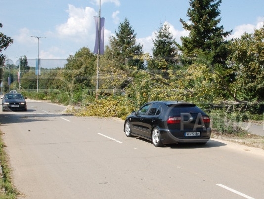 Паднала топола затвори за кратко пътното платно в посока Видин