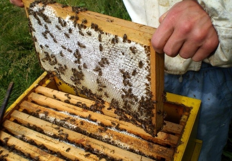 Недоволство сред пчеларите има във Варненско От бранша настояват за