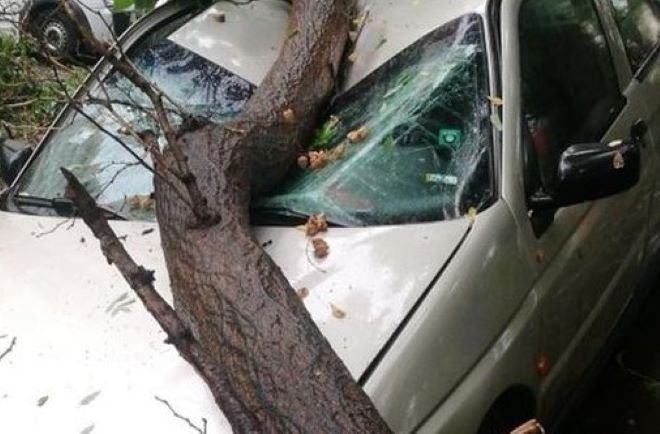 Дърво падна върху автомобил в монтанско село съобщиха от полицията