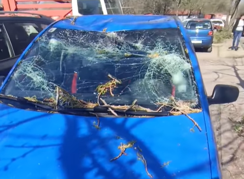 На косъм от трагедия! Дърво падна върху коли във Видин /снимки+видео/