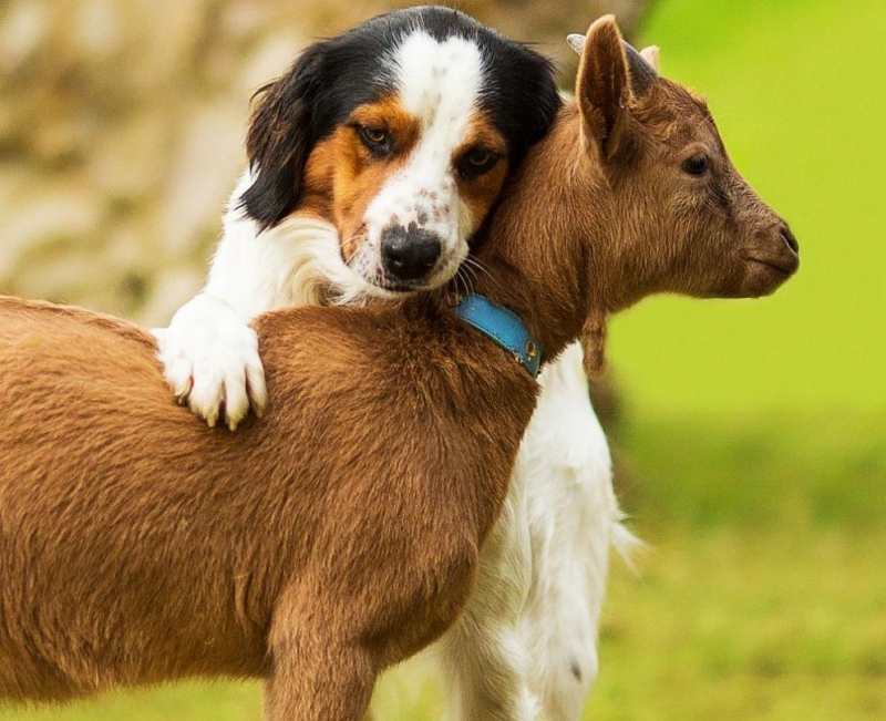 Клипче с нахално козле което прережда децата и се качва