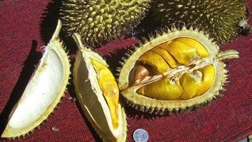 Смърдящи плод преизвика евакуацията на университет в Мелбърн Австралия предаде