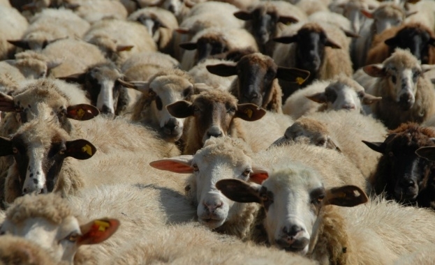 Умъртвяването на животните в Шарково ще продължи реши Кризисният щаб