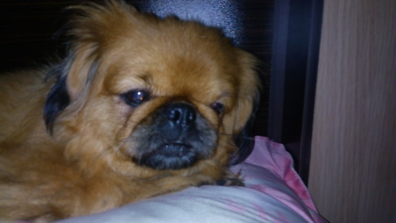 Пекинезът който бе изгубен в бурят в Монтанско в понеделник