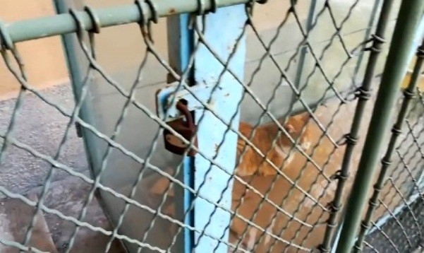 Истински екшън се заформя пред дома на бургазлийка на ул