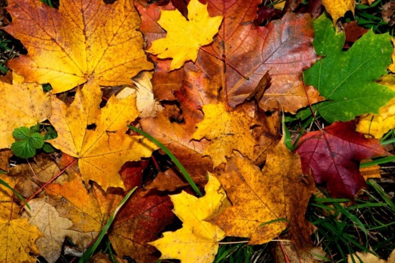 Днес над по голямата част от страната ще има значителна ниска