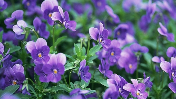 През нощта ще бъде предимно ясно Ще духа слаб до