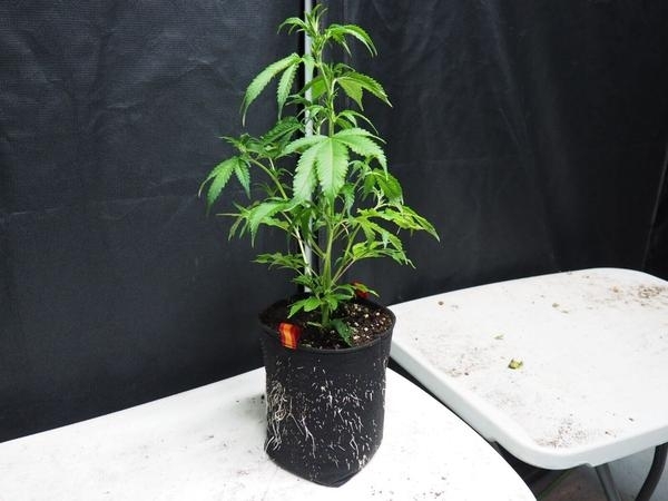 Мъж от Врачанско е спипан да отглежда канабис в дома