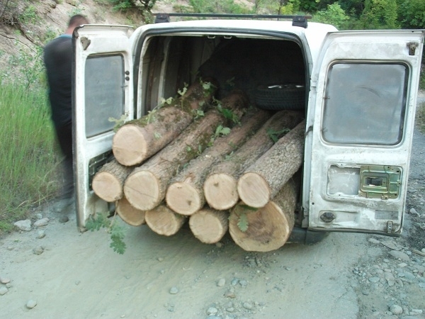 Полицията е заловила в крачка бракониери на дърва край Хайредин,
