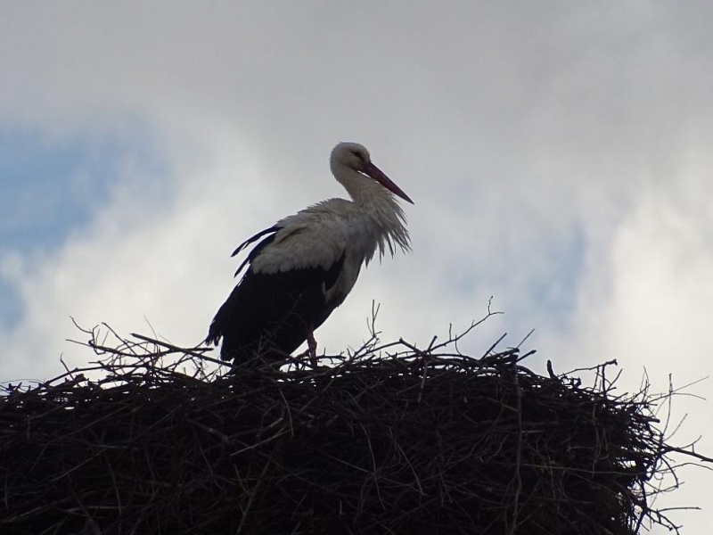 Щъркел изпреварил с повече от месец първа пролет долетя в