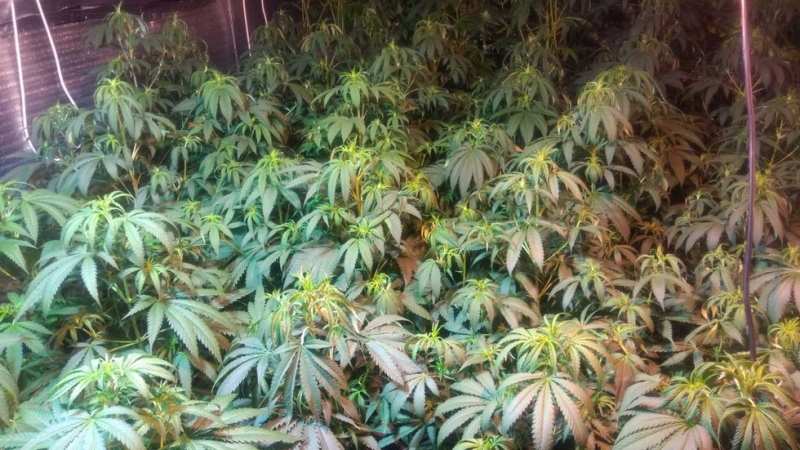Разбиха оранжерия с марихуана, намираща се в частен дом около