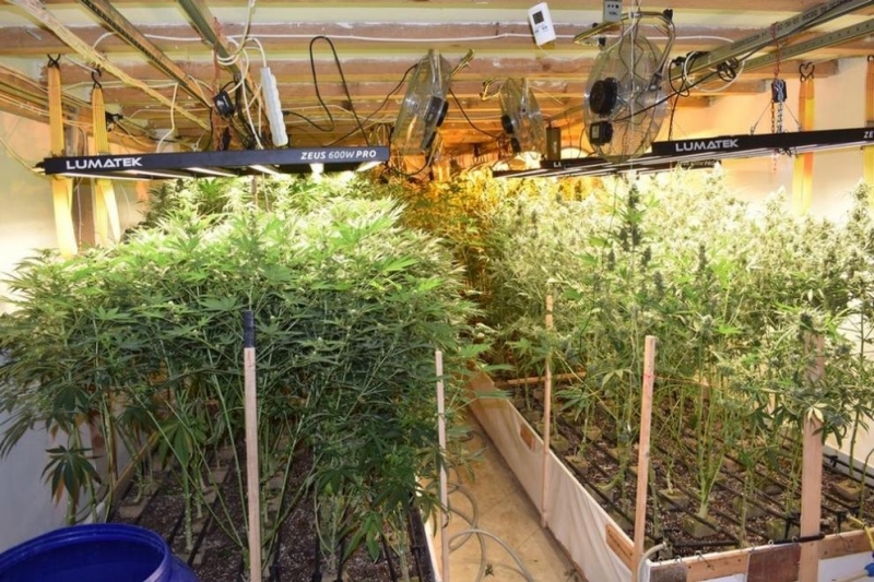 Разкриха наркооранжерия във Великотърновско съобщиха от полицията Операцията е реализирана на