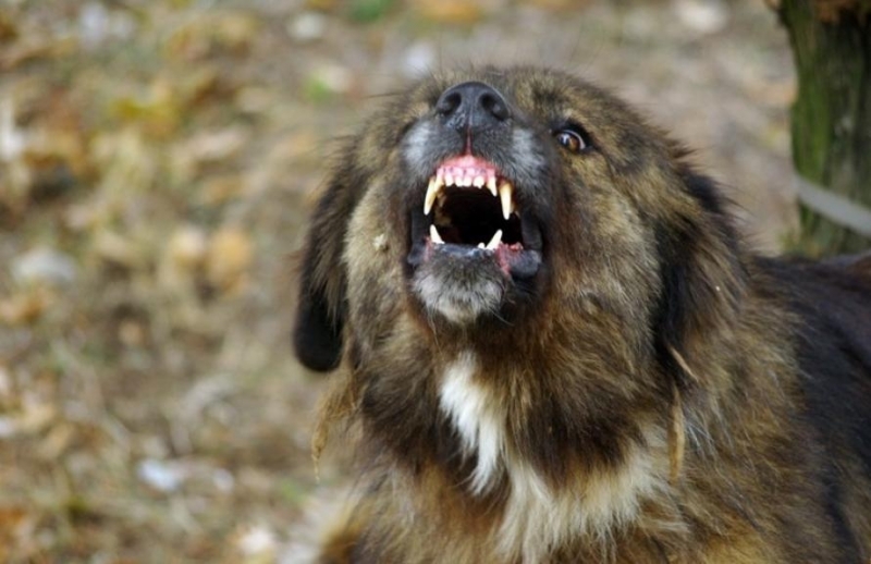 Зачестилите напоследък ухапвания от бездомни и домашни кучета ни подсетиха