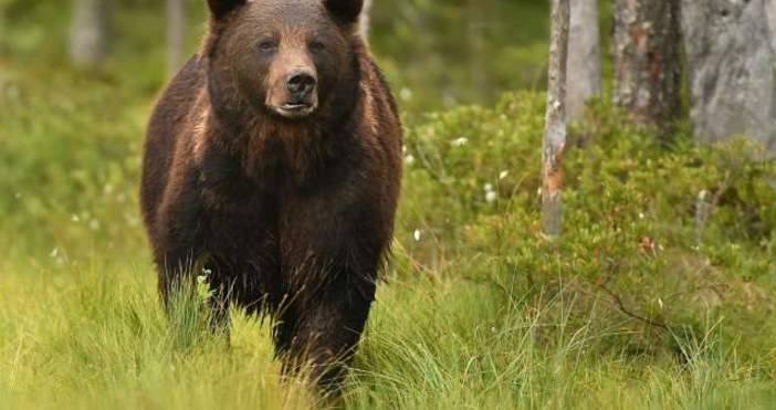 Полски турист загина днес в Армения след нападение на мечка