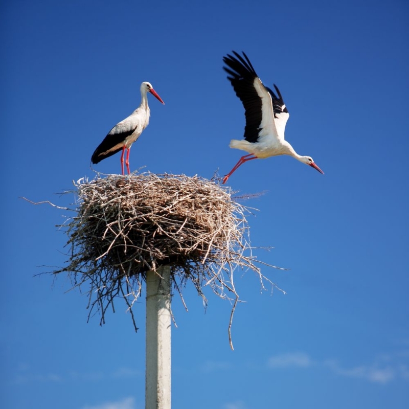 Щъркелите долетяха в Монтанско в първия ден от пролетта