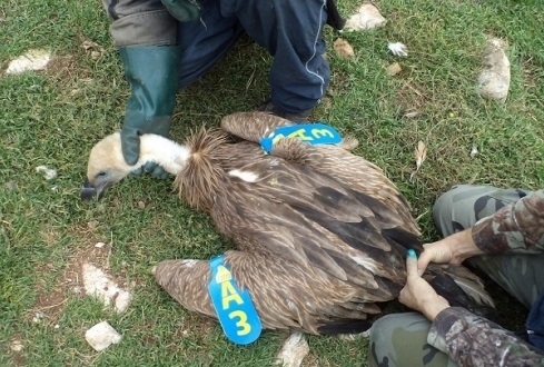 Пет млади белголави лешояда бяха уловени и маркирани през октомври