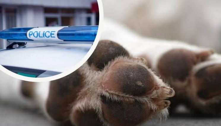 Полицаи от Монтанско разследват убийството на куче съобщиха от МВР