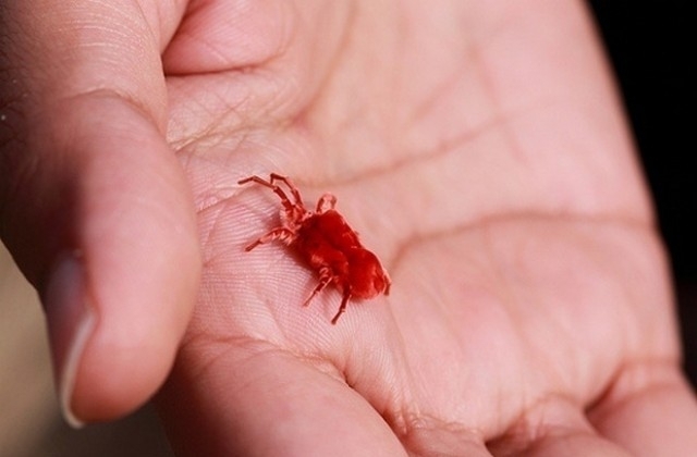 Още един врачанин е бил заразен с лаймска болест след