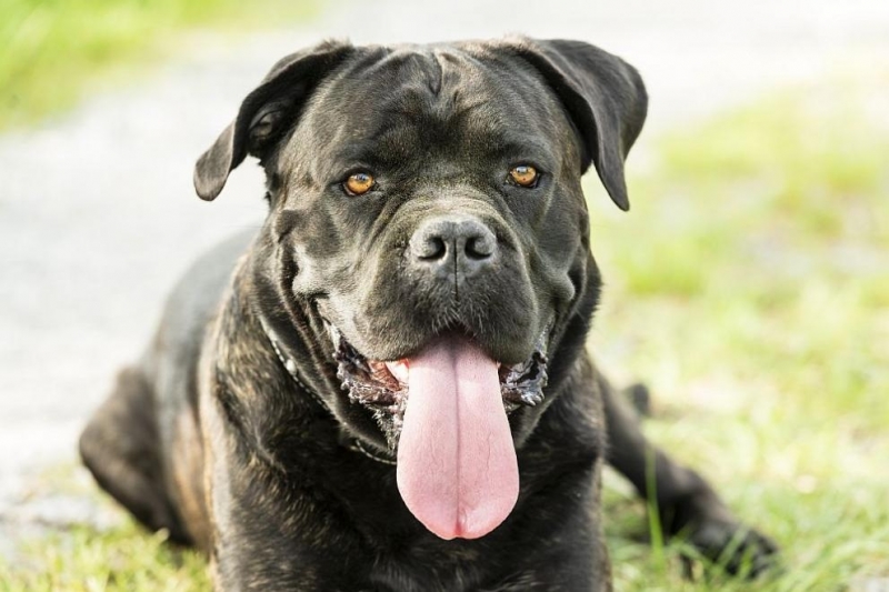 Полицията във Велико Търново разследва случай с нахапана от куче