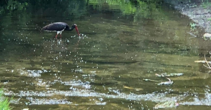 Черен щъркел който е голяма рядкост и вид включен в