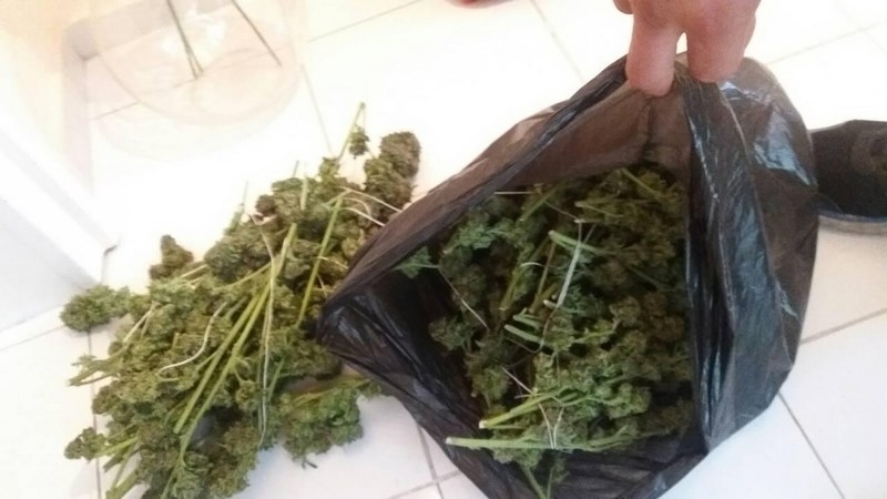 Полицията е открила канабис в къща във врачанското село Крива