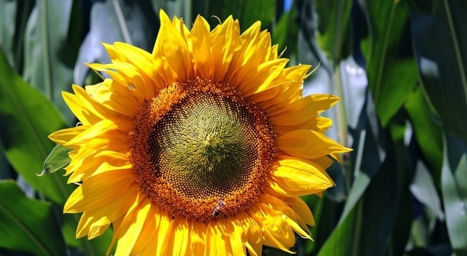 Днес ще бъде слънчево и топло След обяд ще има