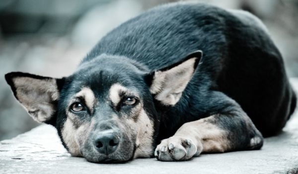 Седем досъдебни производства са образувани във видинската полиция за случаи