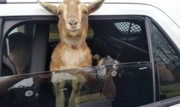 Майка и син задигнаха коза от стадо край Мездра научи