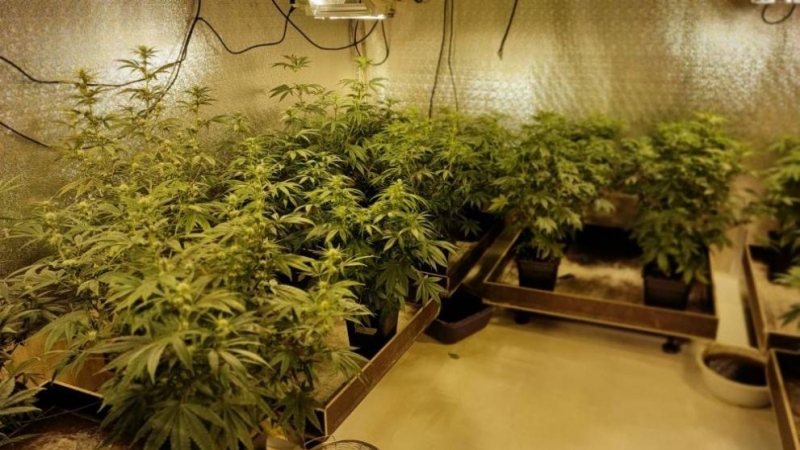 Разкриха модерно оборудвана оранжерия за марихуана в София съобщиха от
