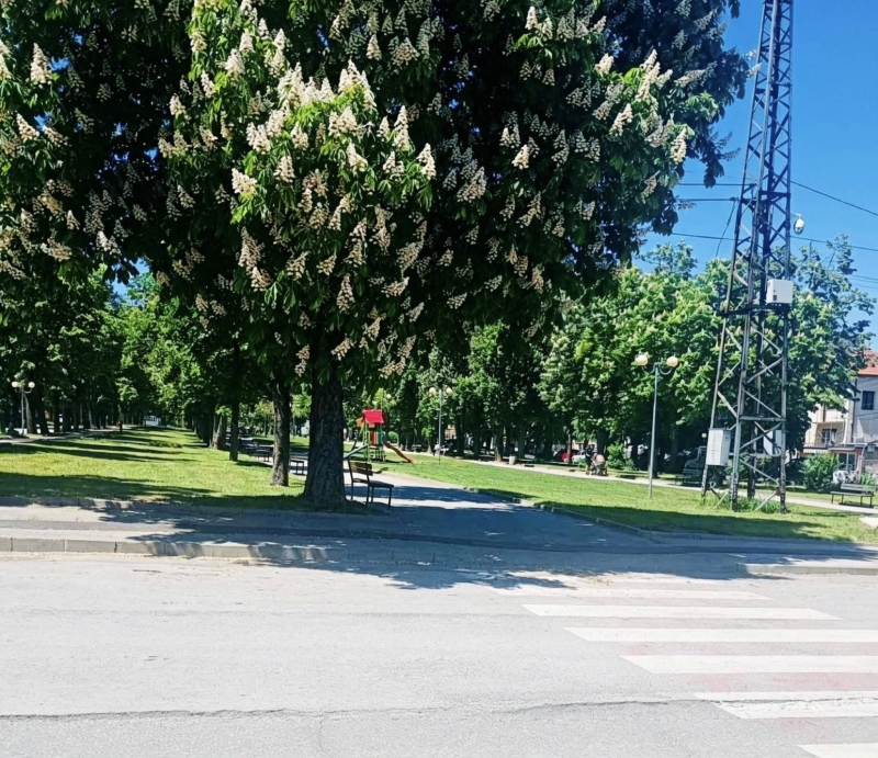 Ударно косят тревата във Враца /снимки/